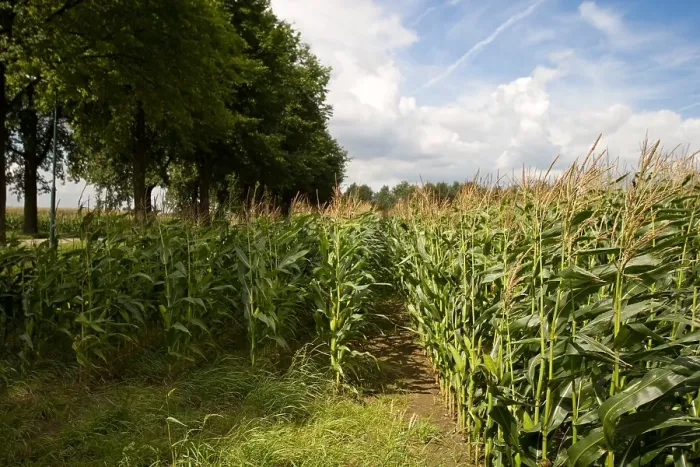 Framed Print : Maisveld, Cornfield