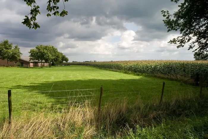 Framed Print : Maisveld, Cornfield
