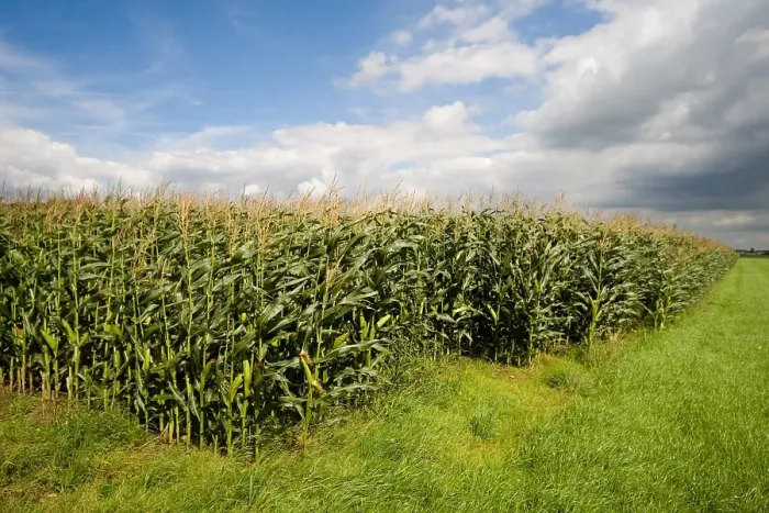 Framed Print : Maisveld, Cornfield