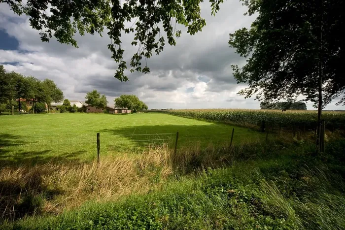 Framed Print : Maisveld, Cornfield