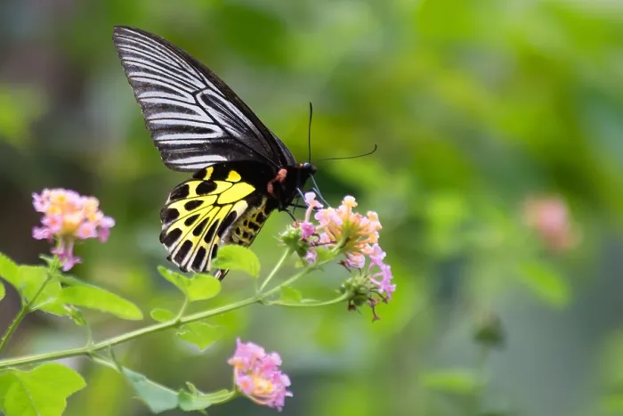 Framed Print : Malayan Birdwing, Troides amphrysus