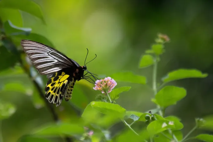 Framed Print : Malayan Birdwing, Troides amphrysus