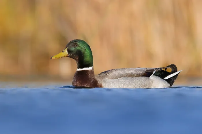 Framed Print : Mallard (Anas platyrhynchos), drake swimming in the water