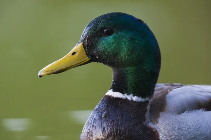 Framed Print : Mallard (Anas platyrhynchos), adult close-up Framed Print : Mallard (Anas platyrhynchos), adult close-up