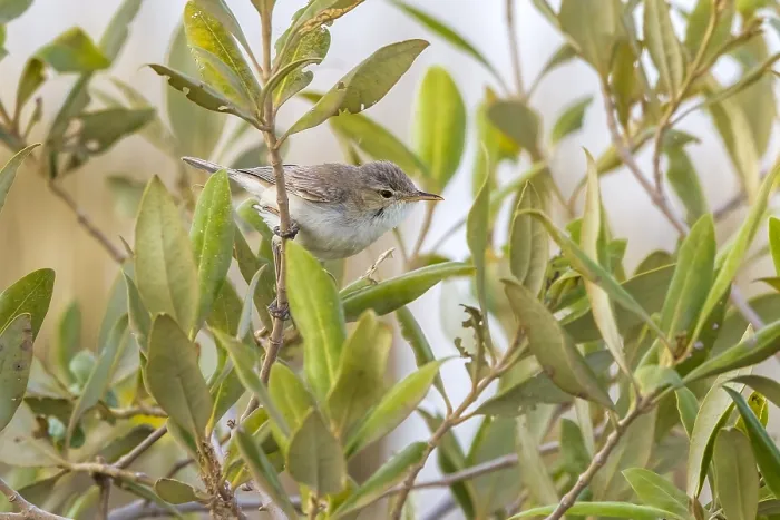 Framed Print : Mangrove Eastern Olivaceous Warbler, Oostelijke Vale Spotvogel, Iduna pallida alulensis Framed Print : Mangrove Eastern Olivaceous Warbler, Oostelijke Vale Spotvogel, Iduna pallida alulensis