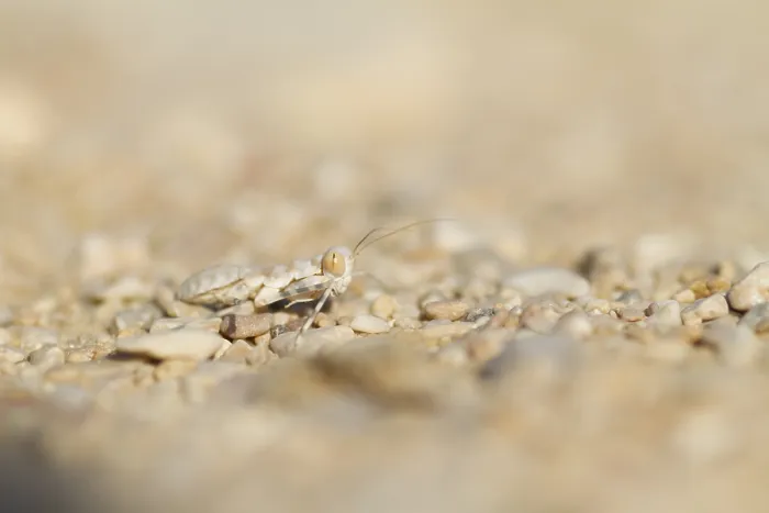 Framed Print : Mantis, Oman, Larvae