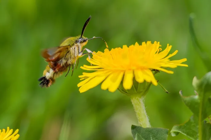 Framed Print : Marco image of an Broad-bordered bee hawk-moth