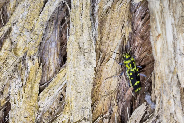 Framed Print : Marco image of an insect