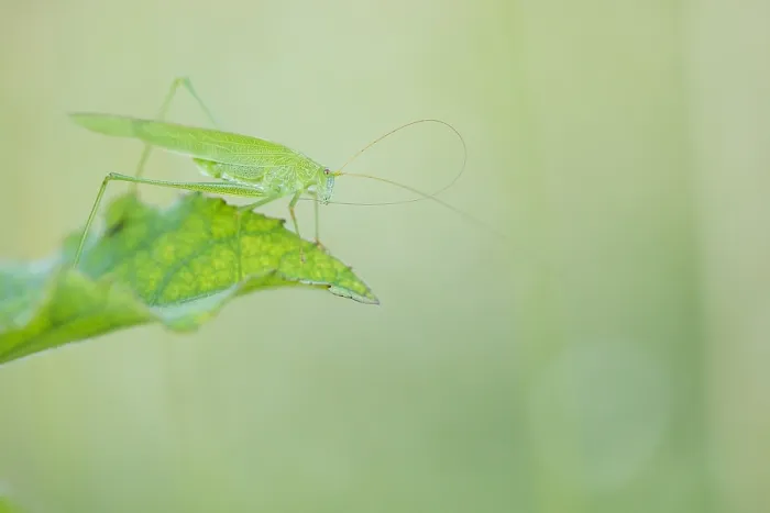 Framed Print : Marco image of an insect