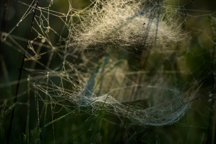 Framed Print : Marco image of an insect