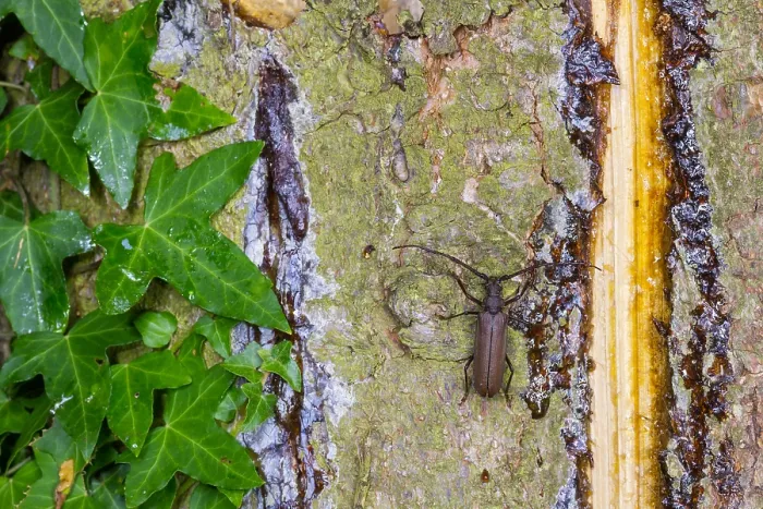 Framed Print : Marco image of an insect