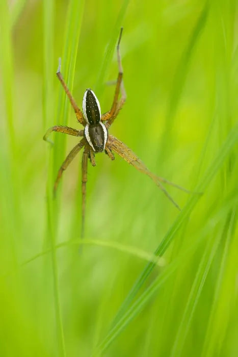 Framed Print : Marco image of an insect