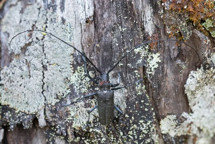 Framed Print : Marco image of an insect