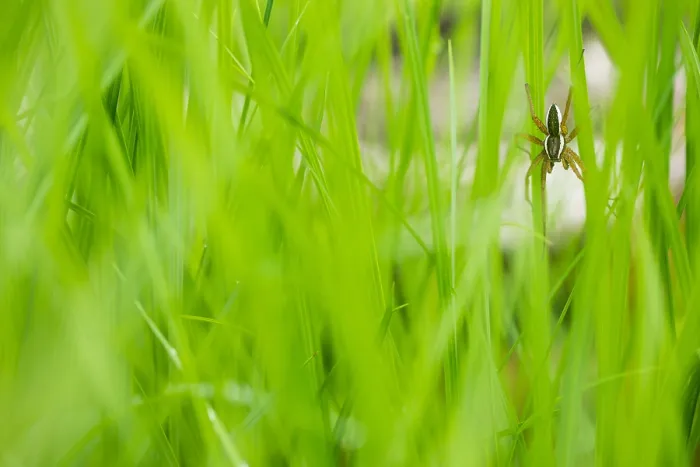 Framed Print : Marco image of an insect Framed Print : Marco image of an insect