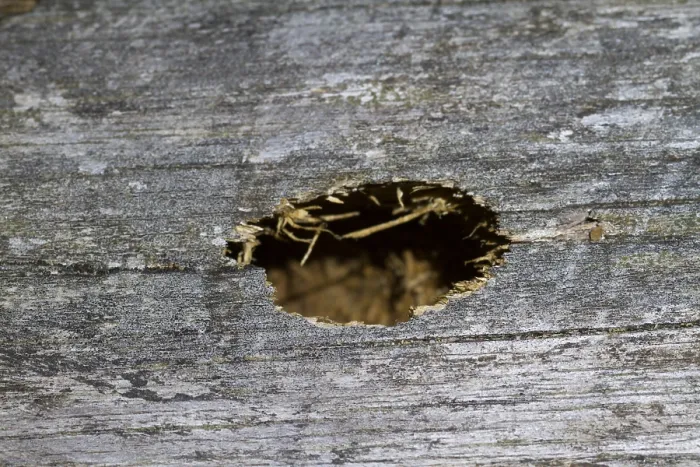 Framed Print : Marco image of an insect