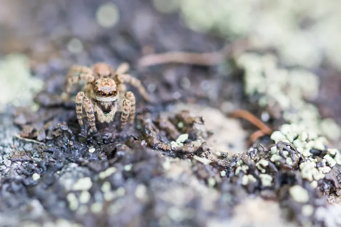 Framed Print : Marco image of an insect