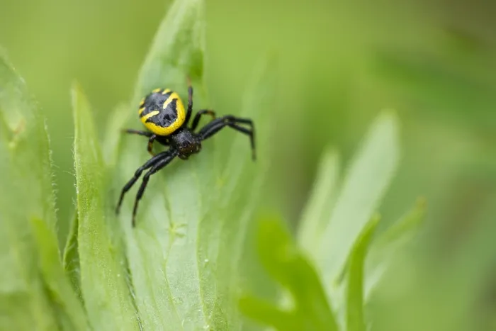 Framed Print : Marco image of an insect