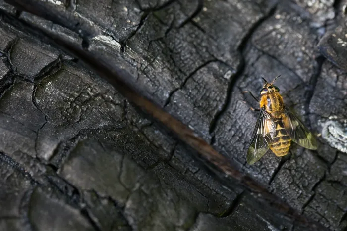Framed Print : Marco image of an insect