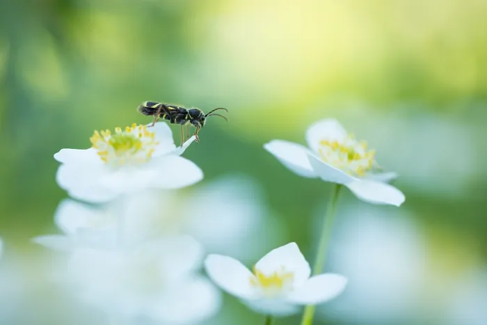 Framed Print : Marco image of an insect