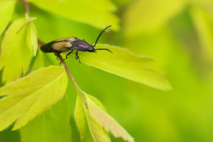 Framed Print : Marco image of an insect