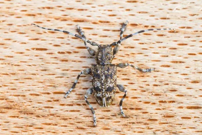 Framed Print : Marco image of an insect