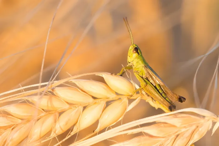 Framed Print : Marco image of an insect