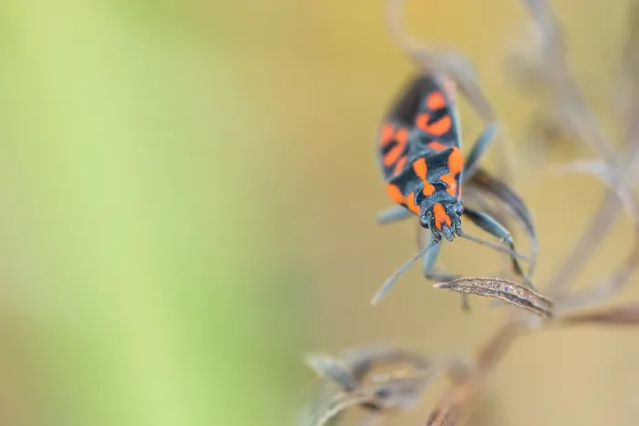 Framed Print : Marco image of an insect