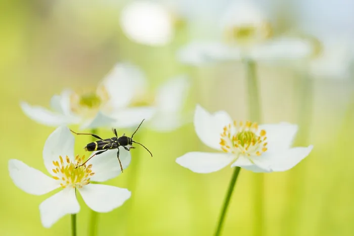 Framed Print : Marco image of an insect