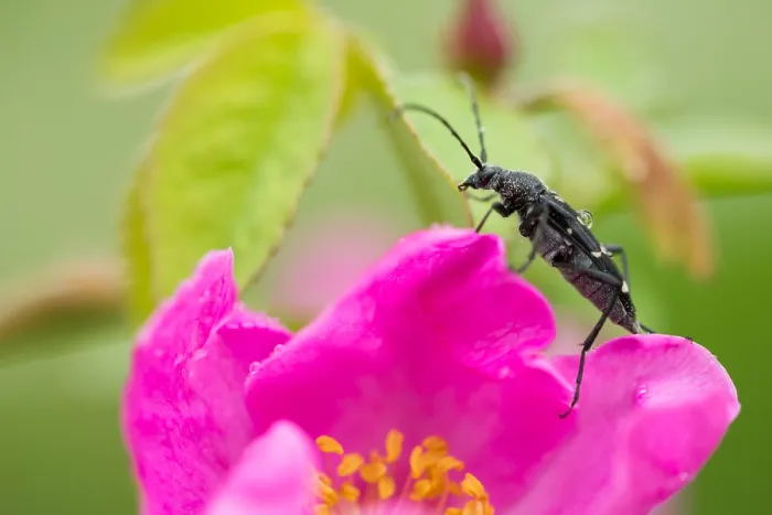 Framed Print : Marco image of an insect