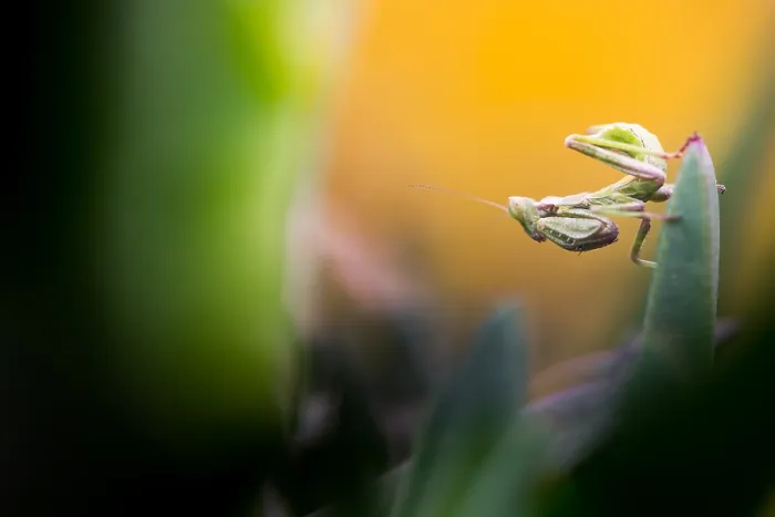 Framed Print : Marco image of an insect