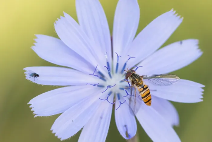 Framed Print : Marco image of an insect