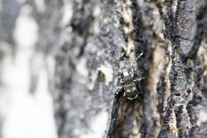 Framed Print : Marco image of an insect