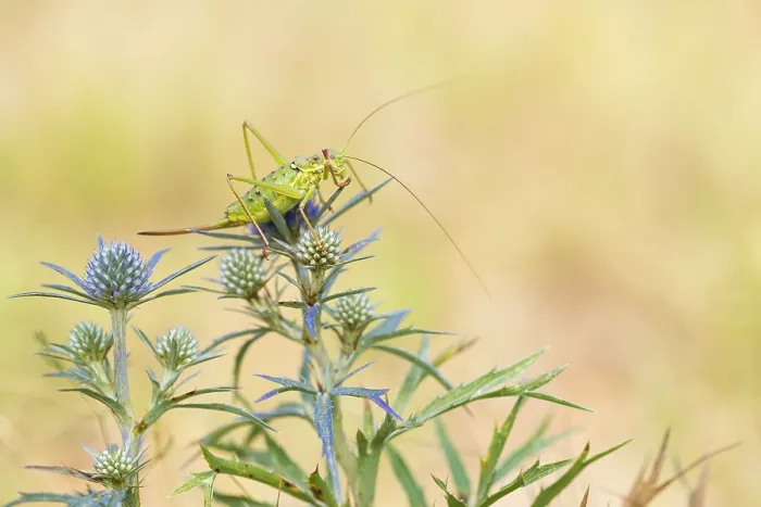 Framed Print : Marco image of an insect