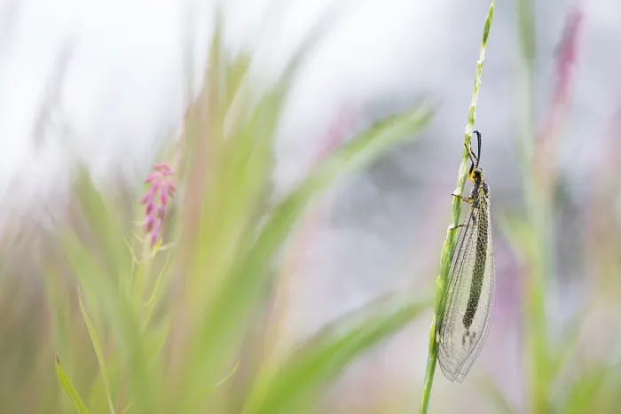 Framed Print : Marco image of an insect