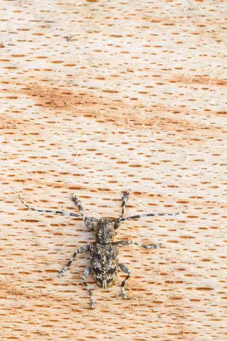Framed Print : Marco image of an insect