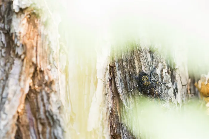 Framed Print : Marco image of an insect