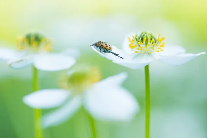 Framed Print : Marco image of an insect