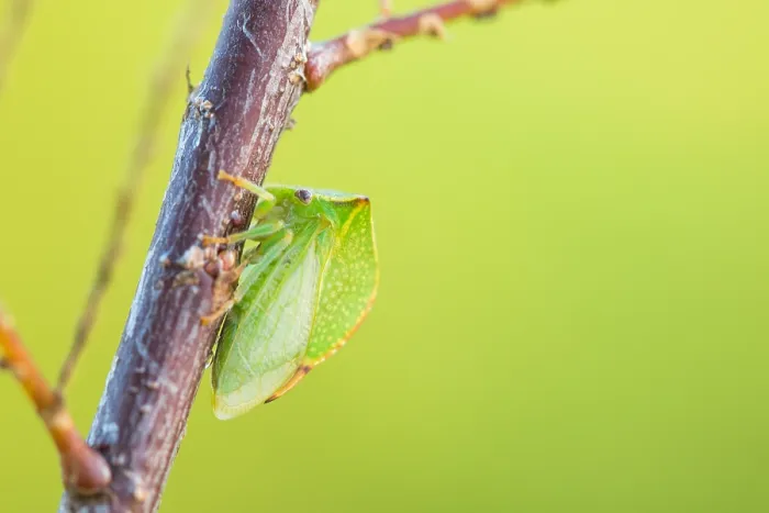 Framed Print : Marco image of an insect