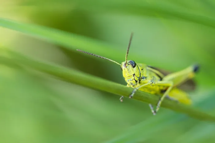 Framed Print : Marco image of an insect