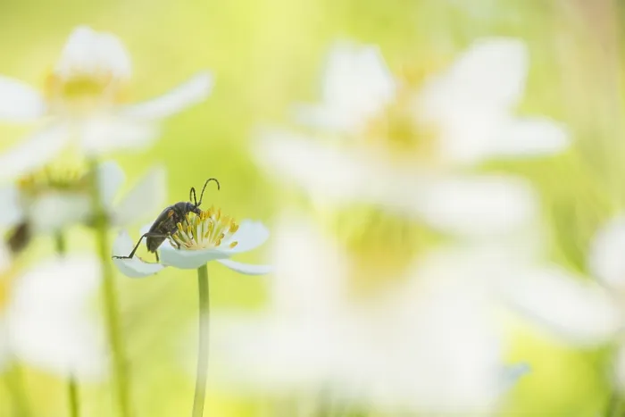 Framed Print : Marco image of an insect