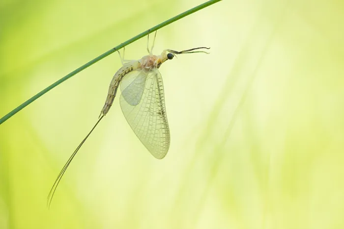 Framed Print : Marco image of an insect