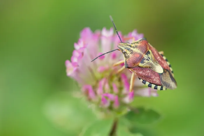 Framed Print : Marco image of an insect