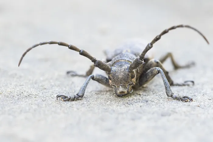 Framed Print : Marco image of an insect