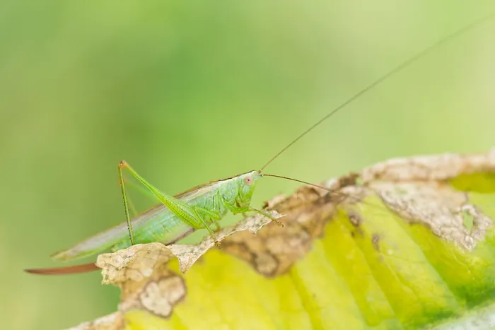 Framed Print : Marco image of an insect