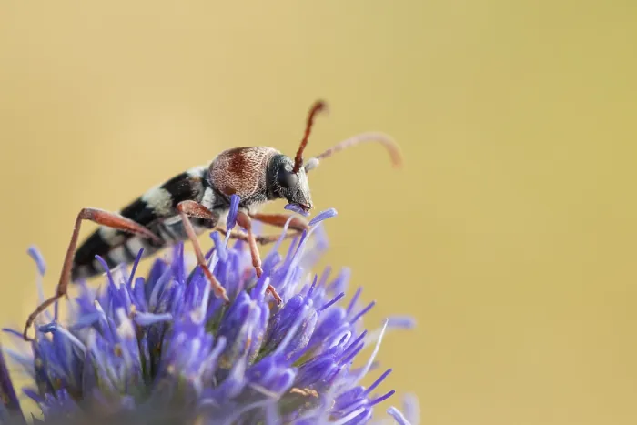 Framed Print : Marco image of an insect