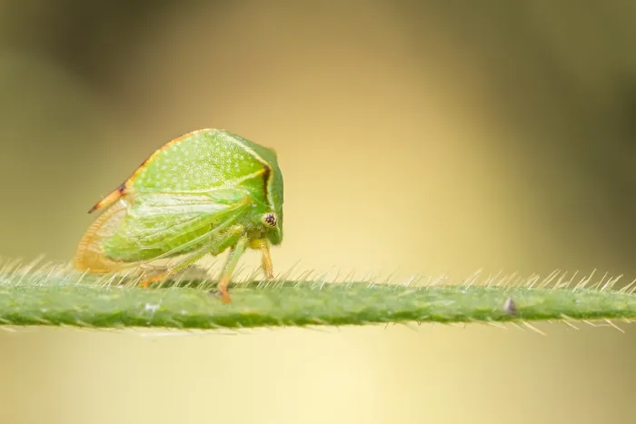 Framed Print : Marco image of an insect
