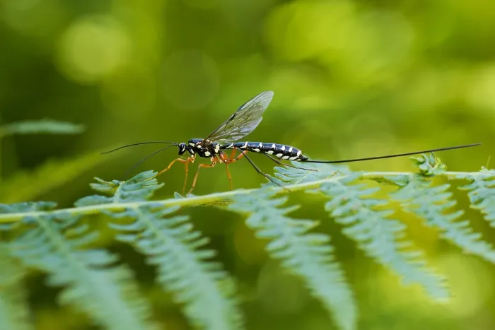 Framed Print : Marco image of an insect
