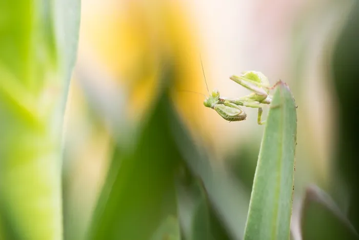Framed Print : Marco image of an insect