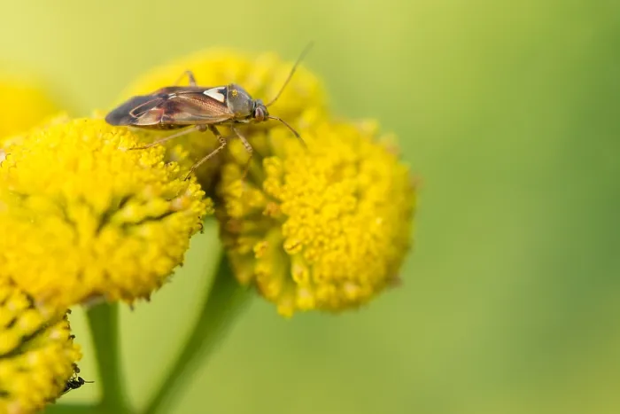 Framed Print : Marco image of an insect