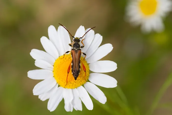 Framed Print : Marco image of an insect
